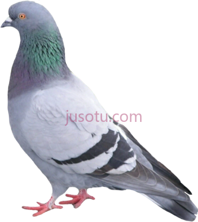 鸽子,palomapopo palomas palomaurbana pigeon bird PNG