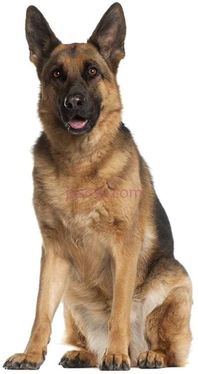 狗,dogs and and animals that can walk and run PNG