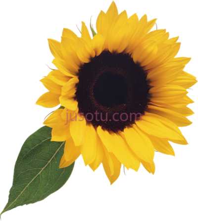 向日葵,sun PNG