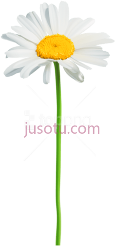 雏菊PNG
