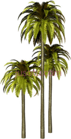 棕榈树,植物,植被,草木 PNG