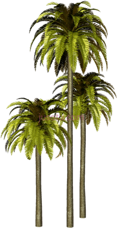棕榈树,palmeras para PNG