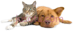 狗猫PNG