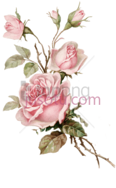 粉色花朵玫瑰PNG
