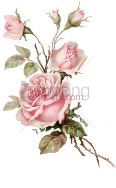 粉色花朵玫瑰,old rose vintage pink floral PNG
