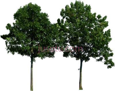 树,tree PNG
