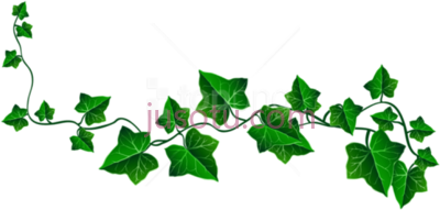 常春藤装饰,vine ivy decoration PNG