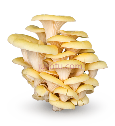 蘑菇,mushrooms oyster PNG