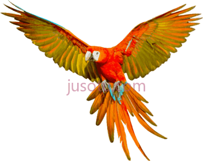 鹦鹉,parrot flying PNG
