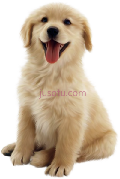 金毛猎犬,dog 10 golden retriever puppy PNG