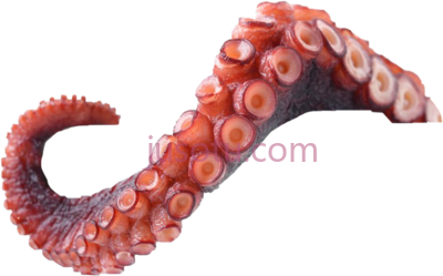 章鱼触角,octopus tentacle PNG