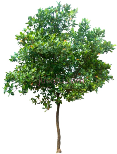 树木,tree PNG