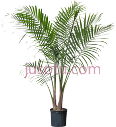 棕榈盆栽,树 PNG