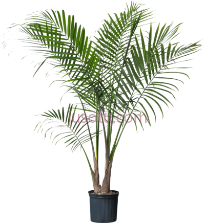 棕榈盆栽,palm plant potted tree PNG