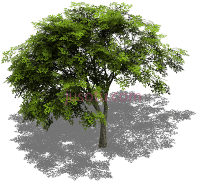 树影,preview tree isometric view PNG