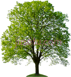 树PNG