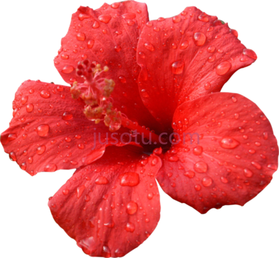 芙蓉花,hibiscus red flower PNG