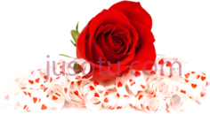 红花玫瑰PNG
