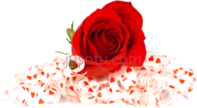 红花玫瑰,red flowers PNG