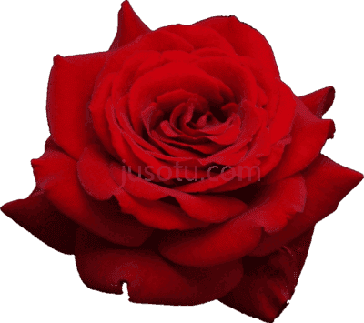 红花,flower red PNG