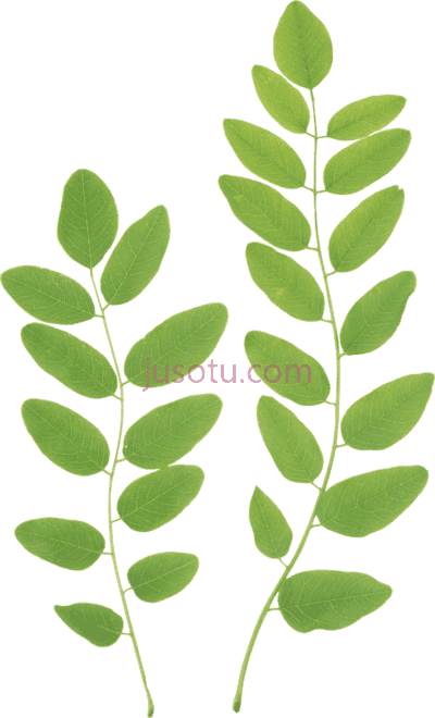 绿叶,green leaves PNG