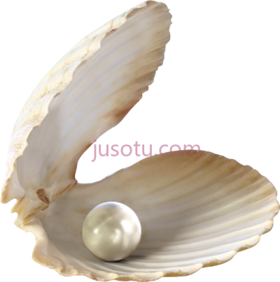 贝壳珍珠,seashell sea pearl PNG