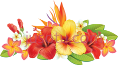 热带花, PNG