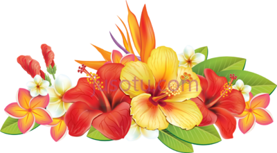 热带花,orig tropical flowers border PNG