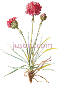 野花PNG