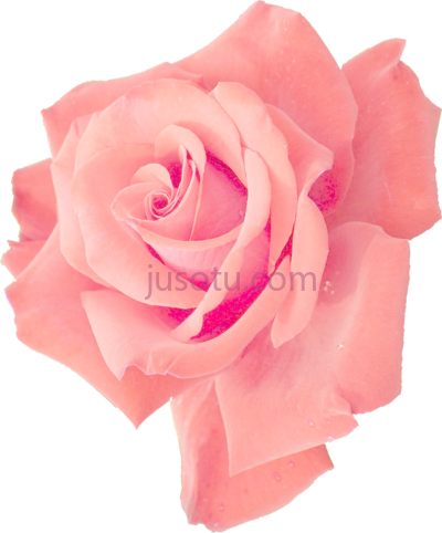 粉红玫瑰,pink rose PNG