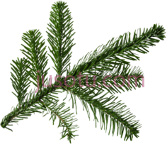 圣诞树枝冷杉PNG