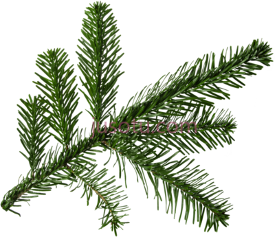 圣诞树枝冷杉,fir tree christmas branch PNG