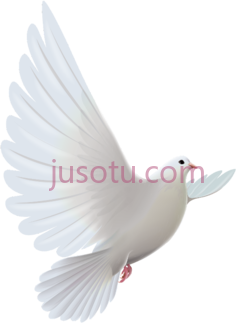 白鸽天上,鸟 PNG