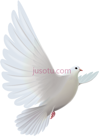白鸽天上,mq white dove rose someone in heaven PNG