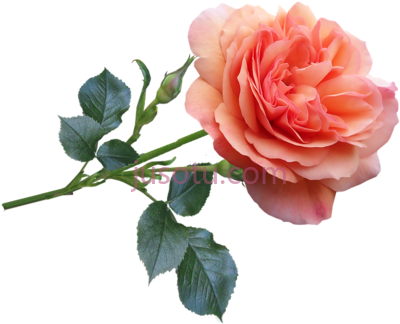 玫瑰,rose garden bloom perfume nature good morning PNG