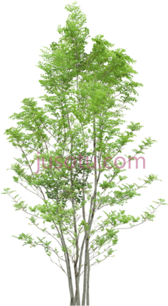 树PNG