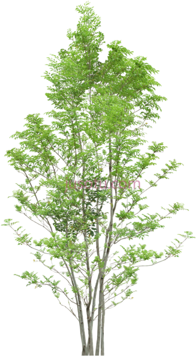 树,tree PNG