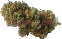 杂草PNG