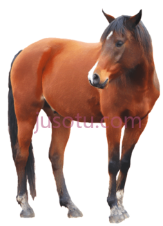棕色马PNG