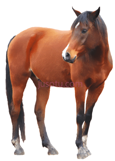 棕色马,brown horse PNG