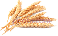 小麦PNG