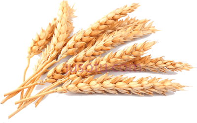 小麦,wheat PNG