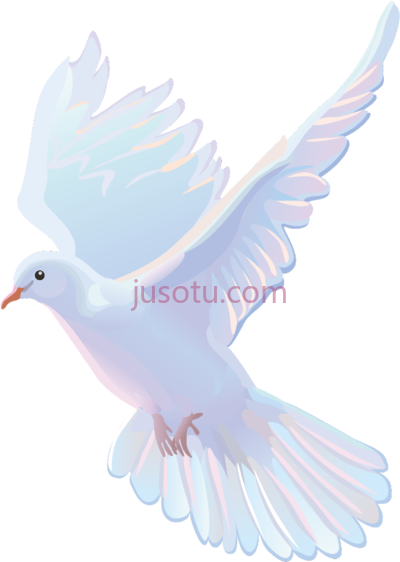 白鸽,paloma blanca PNG