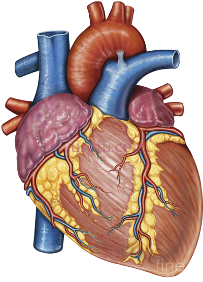 心脏,abstract human heart painting PNG