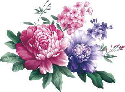 牡丹花,black white floral centifolia peony watercolor flower corner PNG