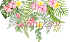 热带花卉PNG