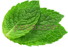 薄荷叶PNG