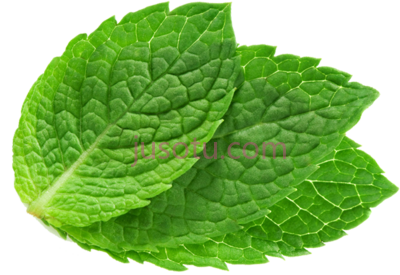 薄荷叶,mint leaf PNG