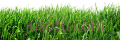 草PNG
