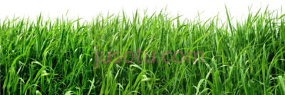 草,grass PNG